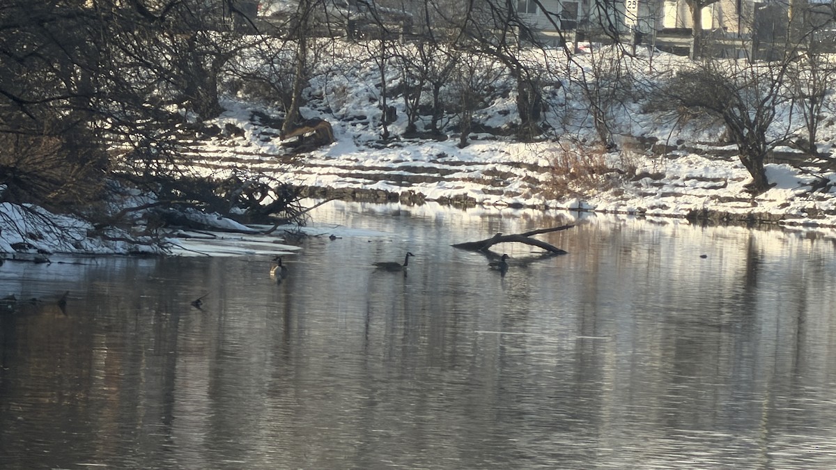 Canada Goose - ML646817092