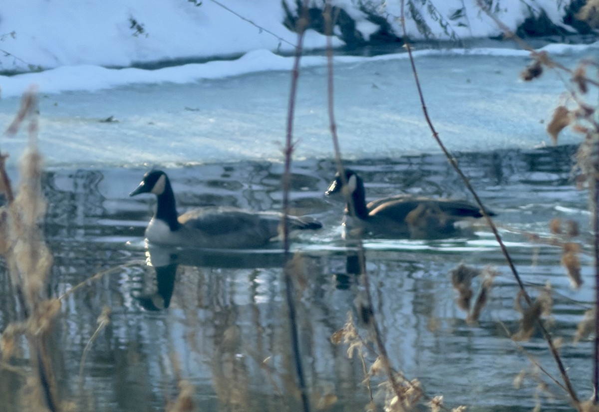 Canada Goose - ML646817093