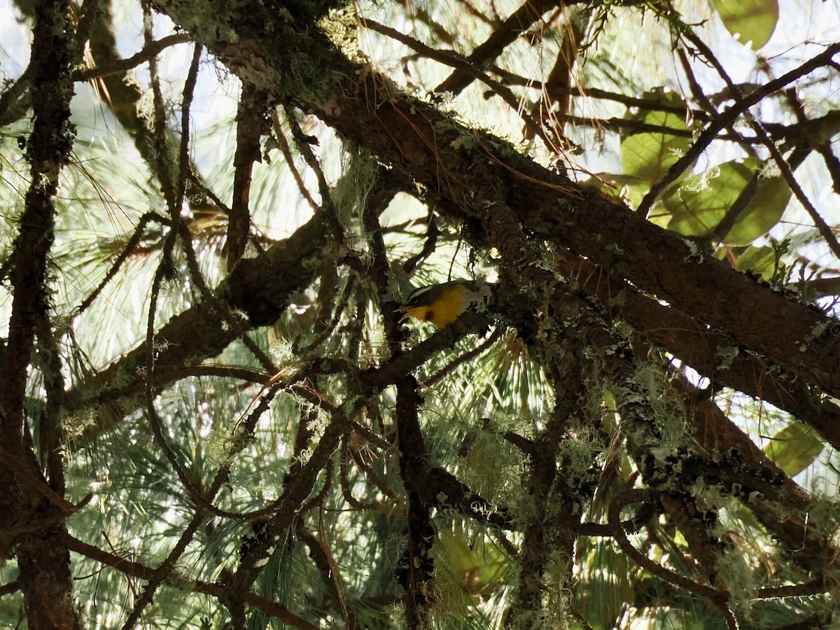 Reinita Cejuda - ML646817094