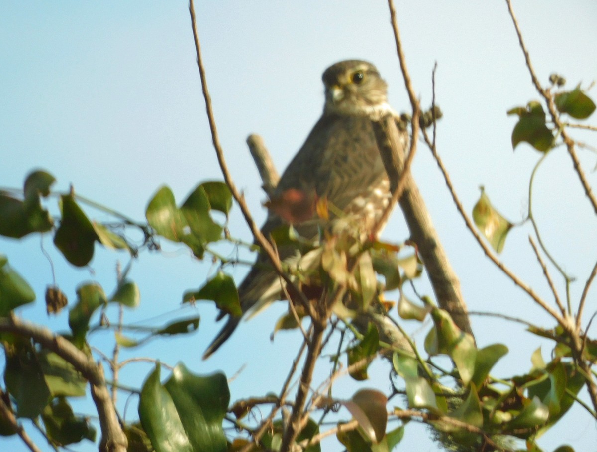 Підсоколик малий - ML646817095