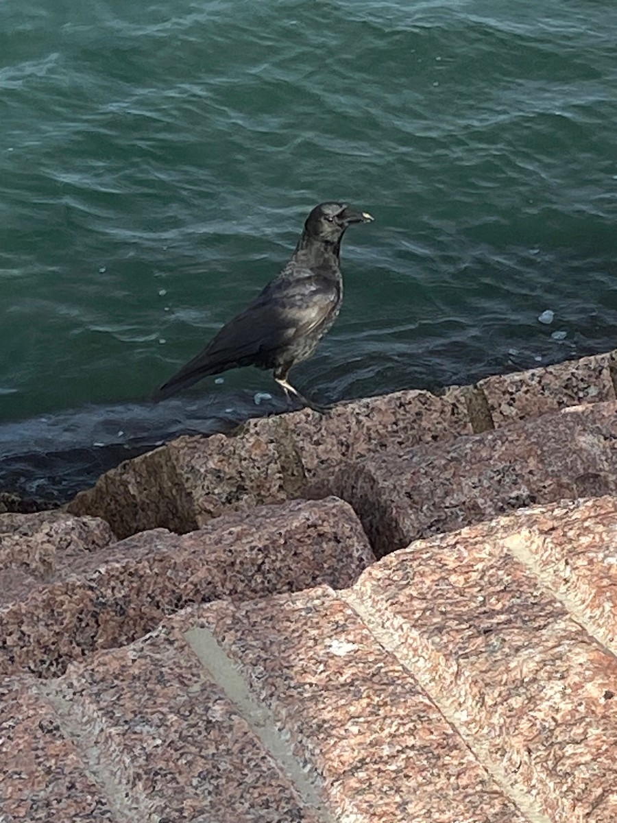 crow sp. - ML646817097