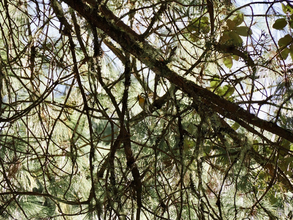 Reinita Cejuda - ML646817098