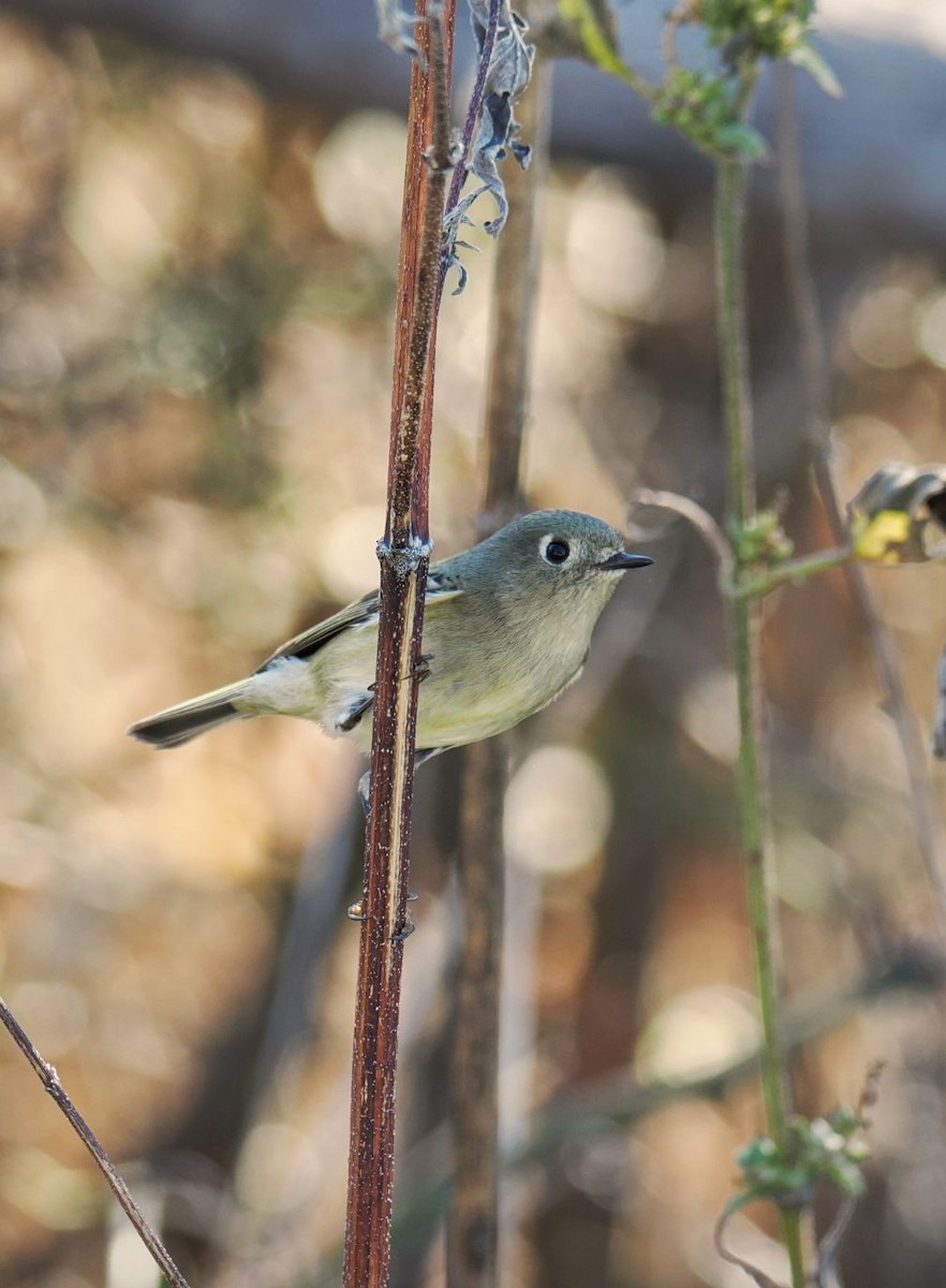 Ruby-crowned Kinglet - ML646817099