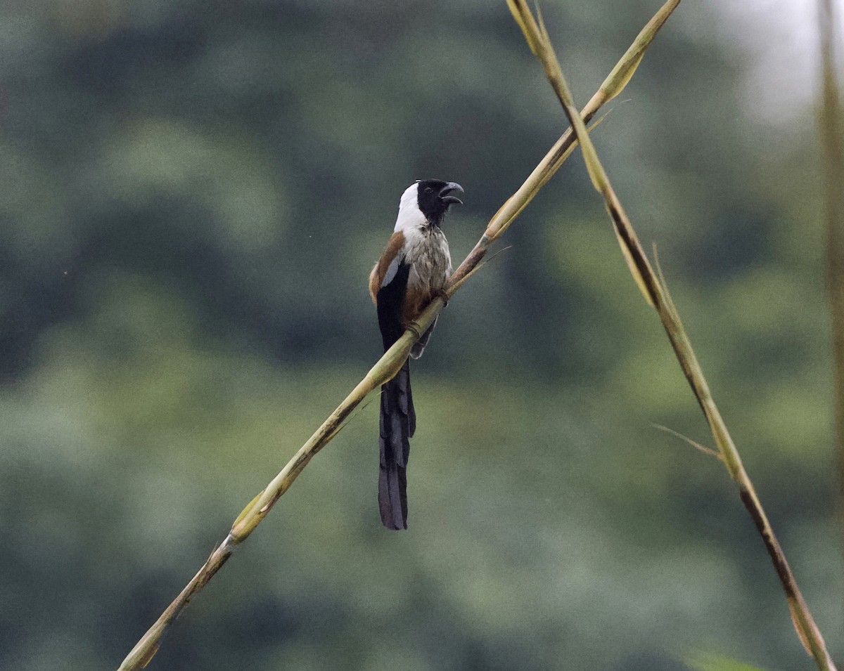 Collared Treepie - ML646817100