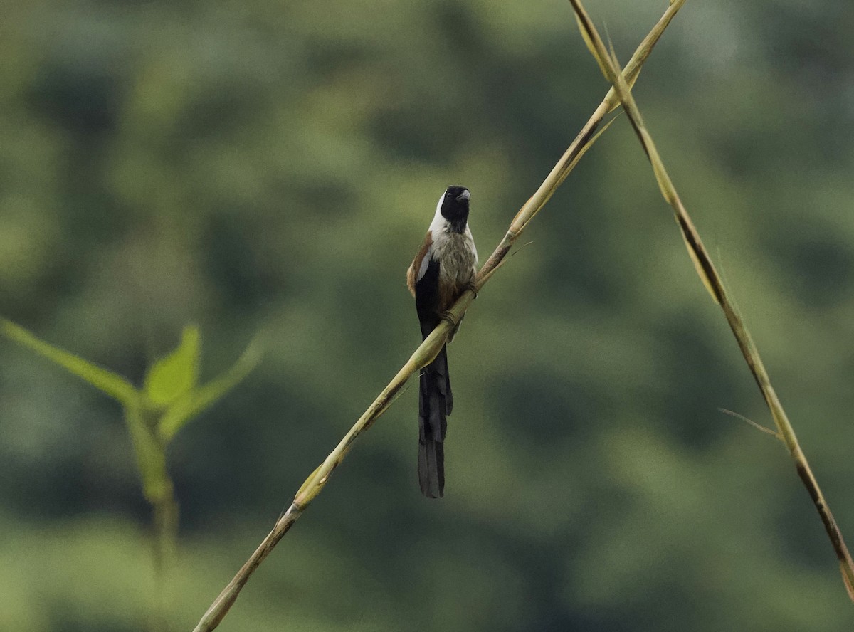 Collared Treepie - ML646817101