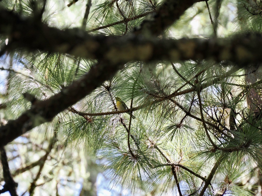 Townsend's Warbler - ML646817102