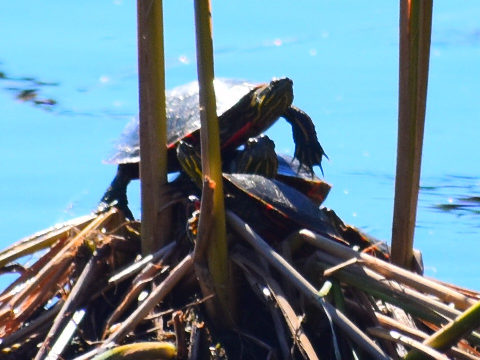 Animali - ML646817104