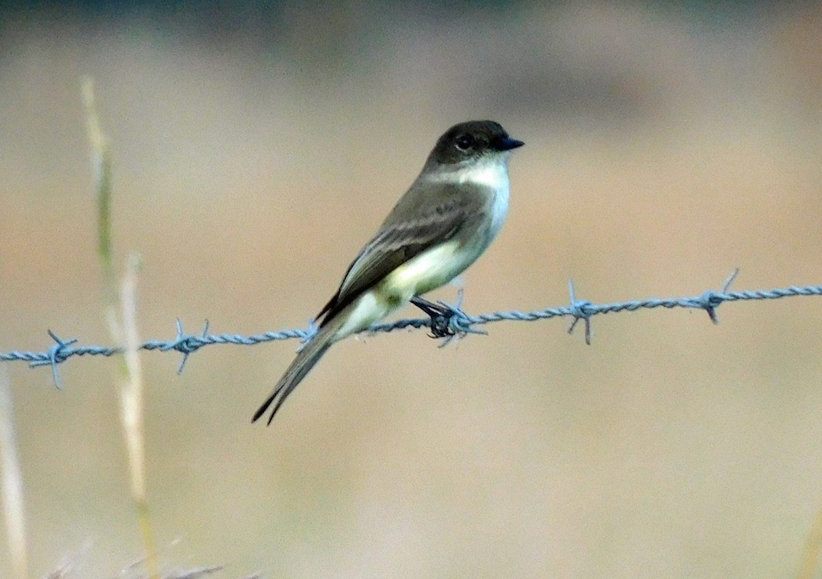 Феб буроспинний - ML646817105