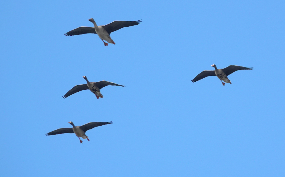 Greater White-fronted Goose (Eurasian) - ML646817106