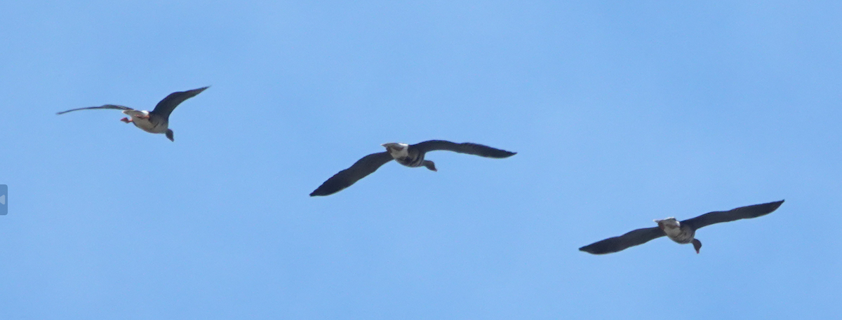 Greater White-fronted Goose (Eurasian) - ML646817107