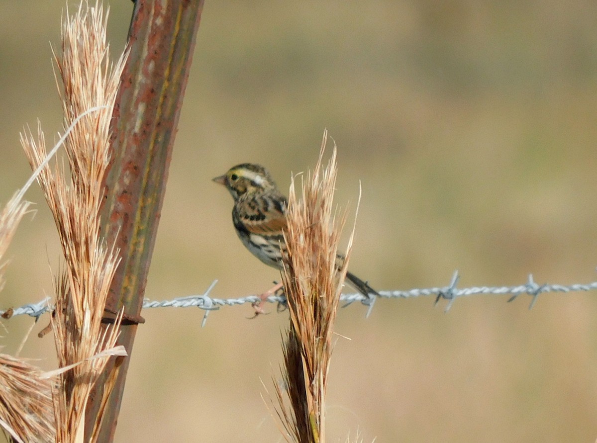 Пасовник савановий - ML646817108
