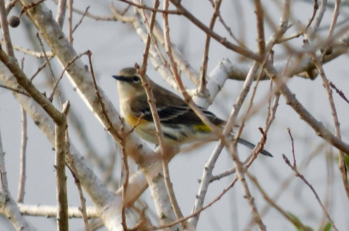 Пасовник савановий - ML646817109