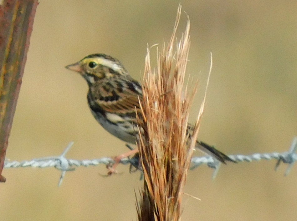 Пасовник савановий - ML646817110