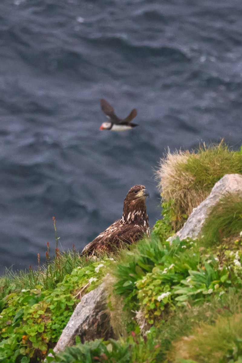 オジロワシ - ML646817111