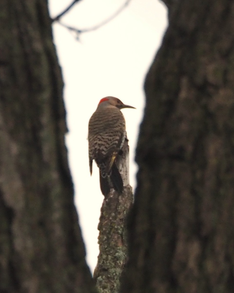 Northern Flicker - ML646817117