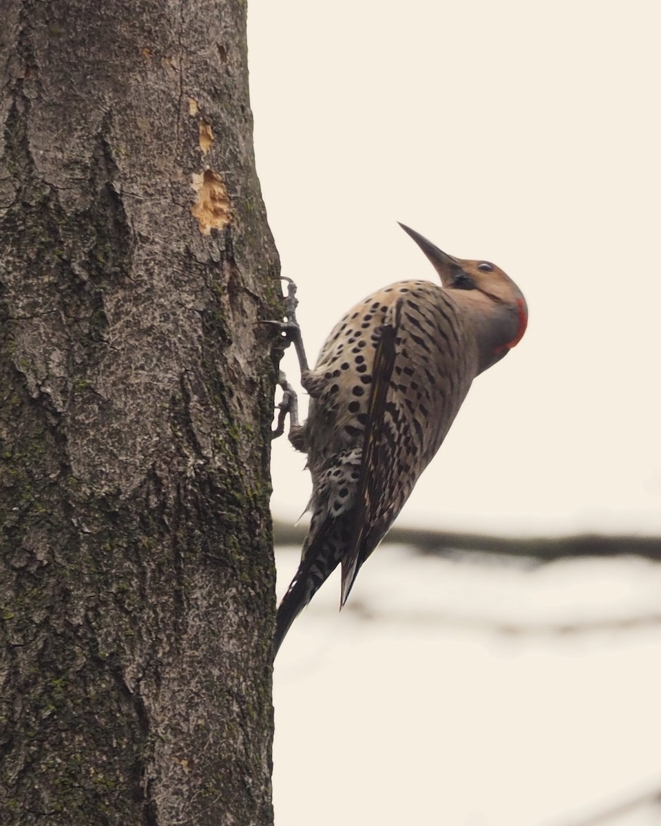 Northern Flicker - ML646817118