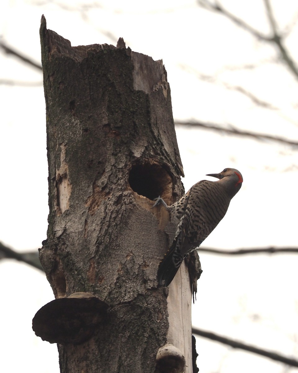 Northern Flicker - ML646817119