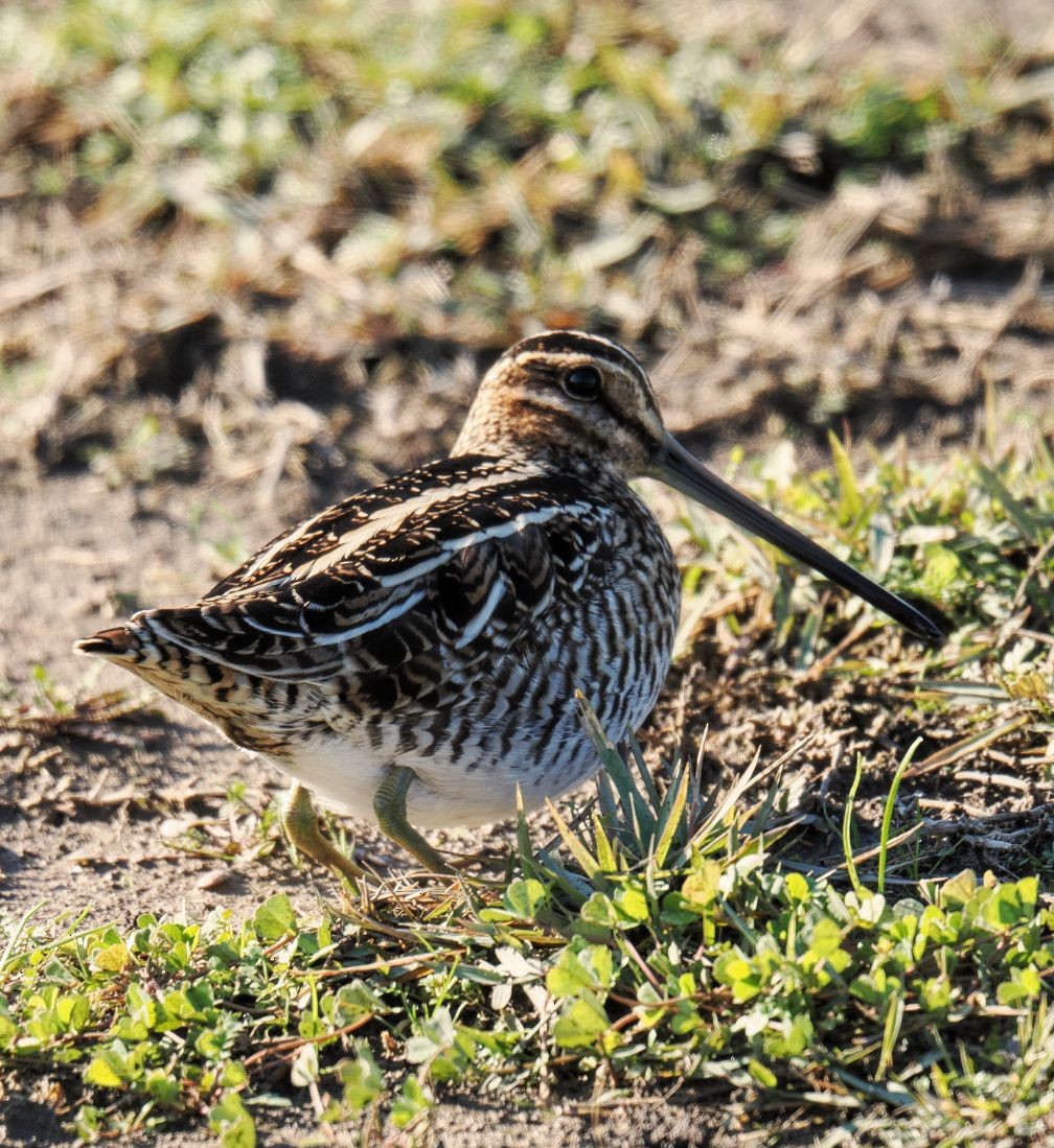 Wilson Suçulluğu - ML646817120