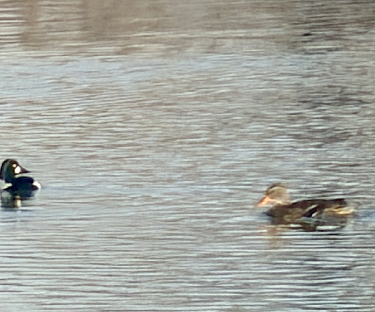 Mallard - ML646817122