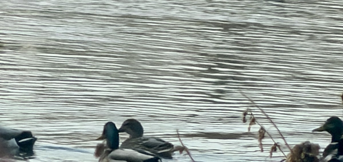 Mallard - ML646817123