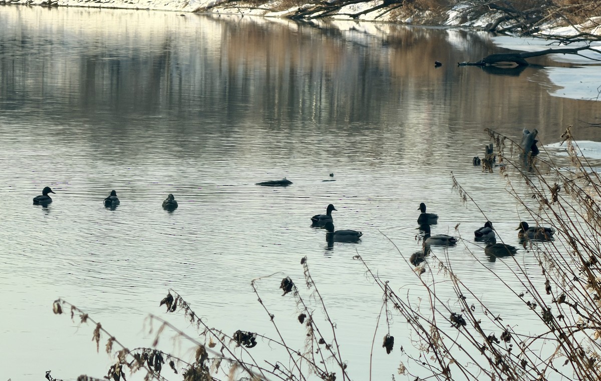 Mallard - ML646817124