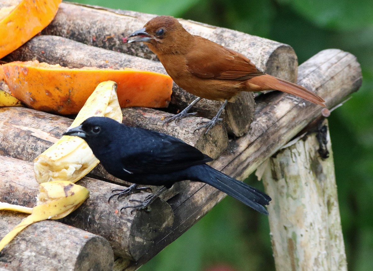 White-lined Tanager - ML646817133