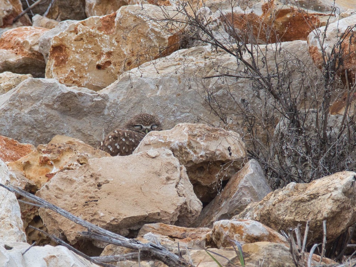 Burrowing Owl - ML646817134