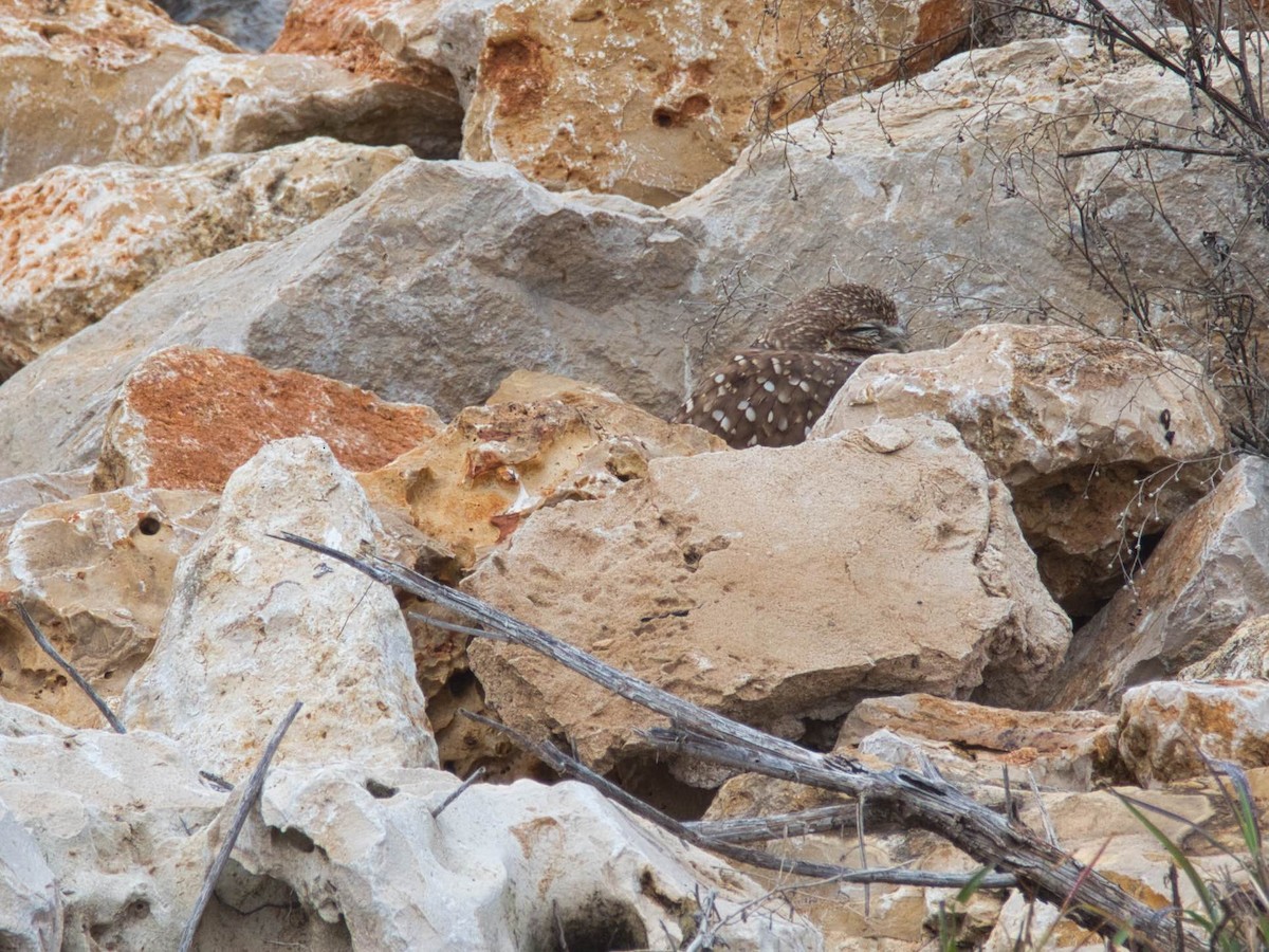 Burrowing Owl - ML646817135