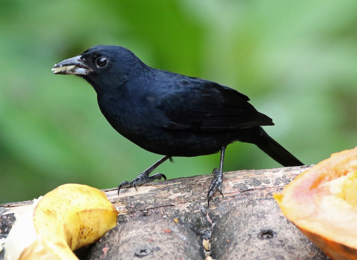 White-lined Tanager - ML646817141