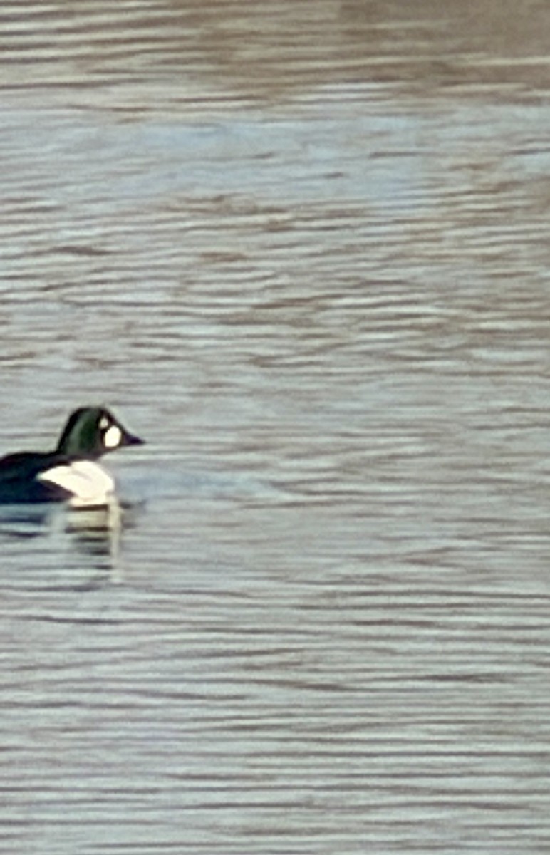 Common Goldeneye - ML646817142