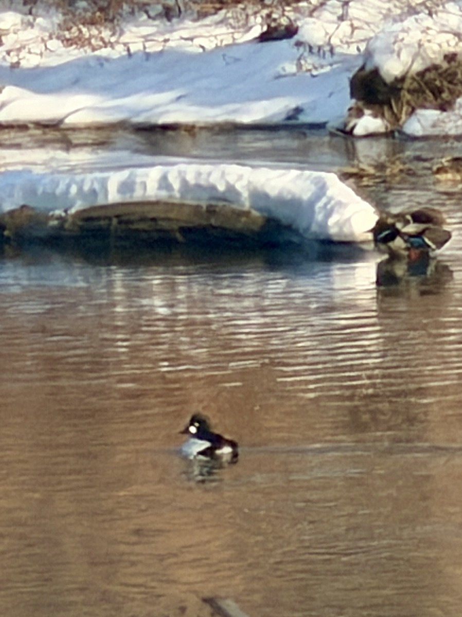 Common Goldeneye - ML646817143