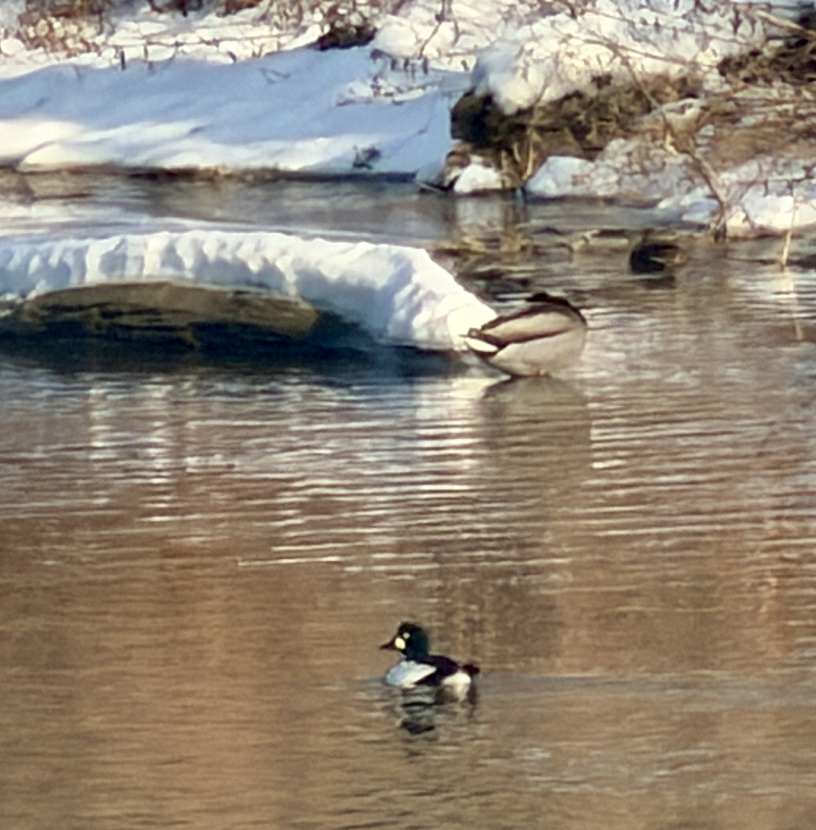 Common Goldeneye - ML646817144