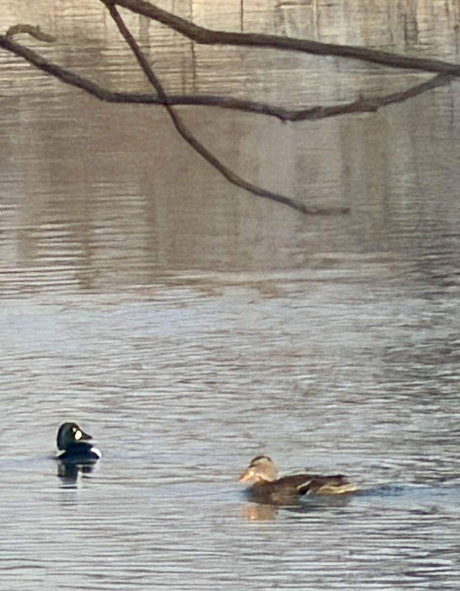 Common Goldeneye - ML646817145
