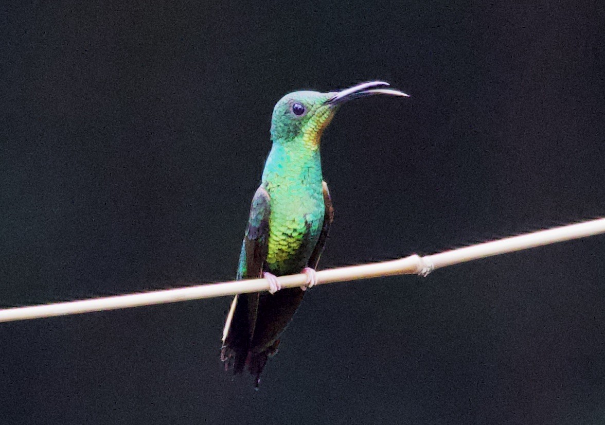 Colibri flamboyant - ML646817146