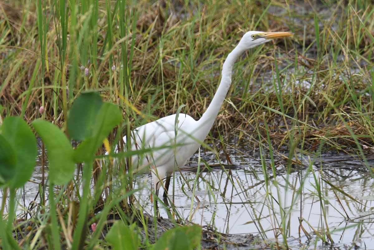 Silberreiher - ML646817150