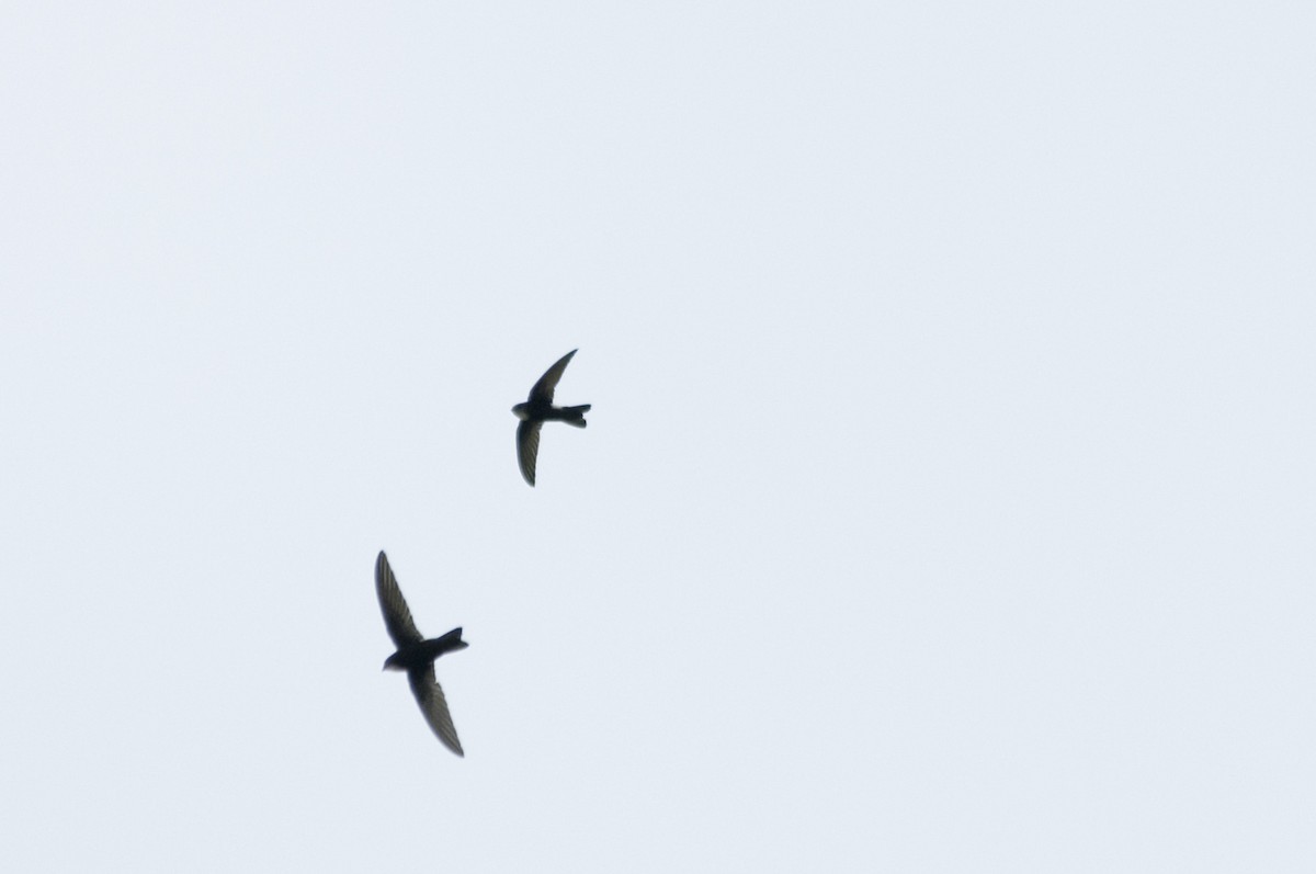 House Swift - ML646817151