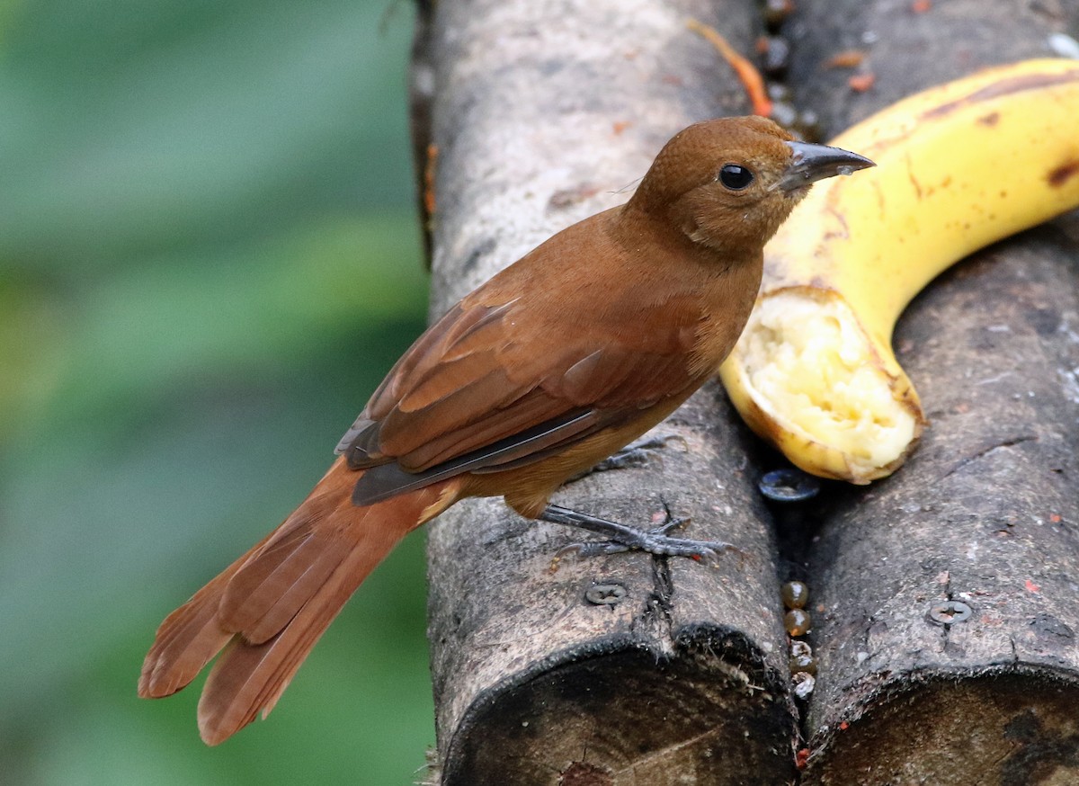 White-lined Tanager - ML646817155
