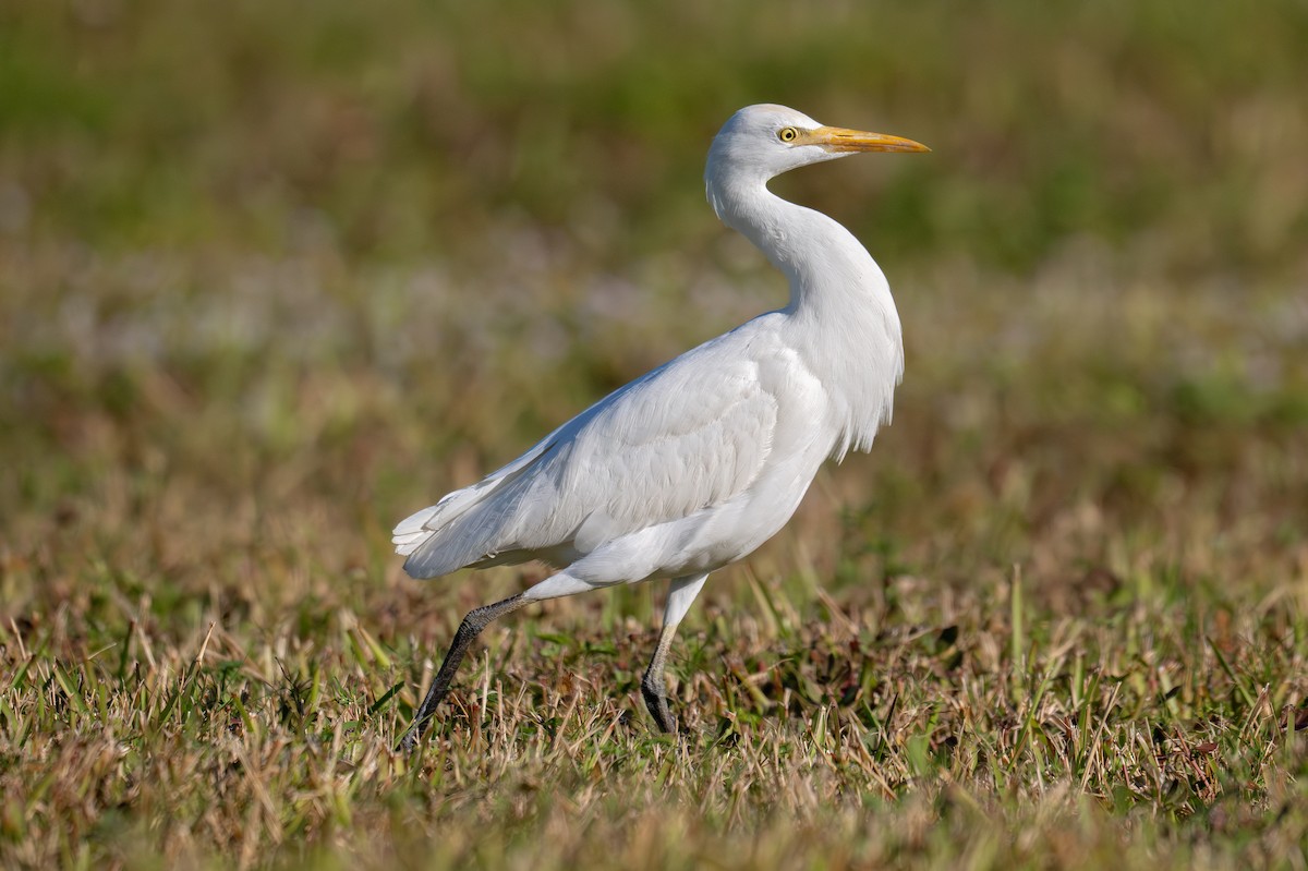 אנפית בקר מערבית - ML646817156