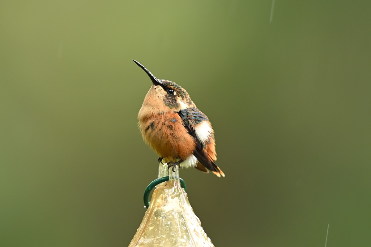 Prachtkehlelfe - ML646817158