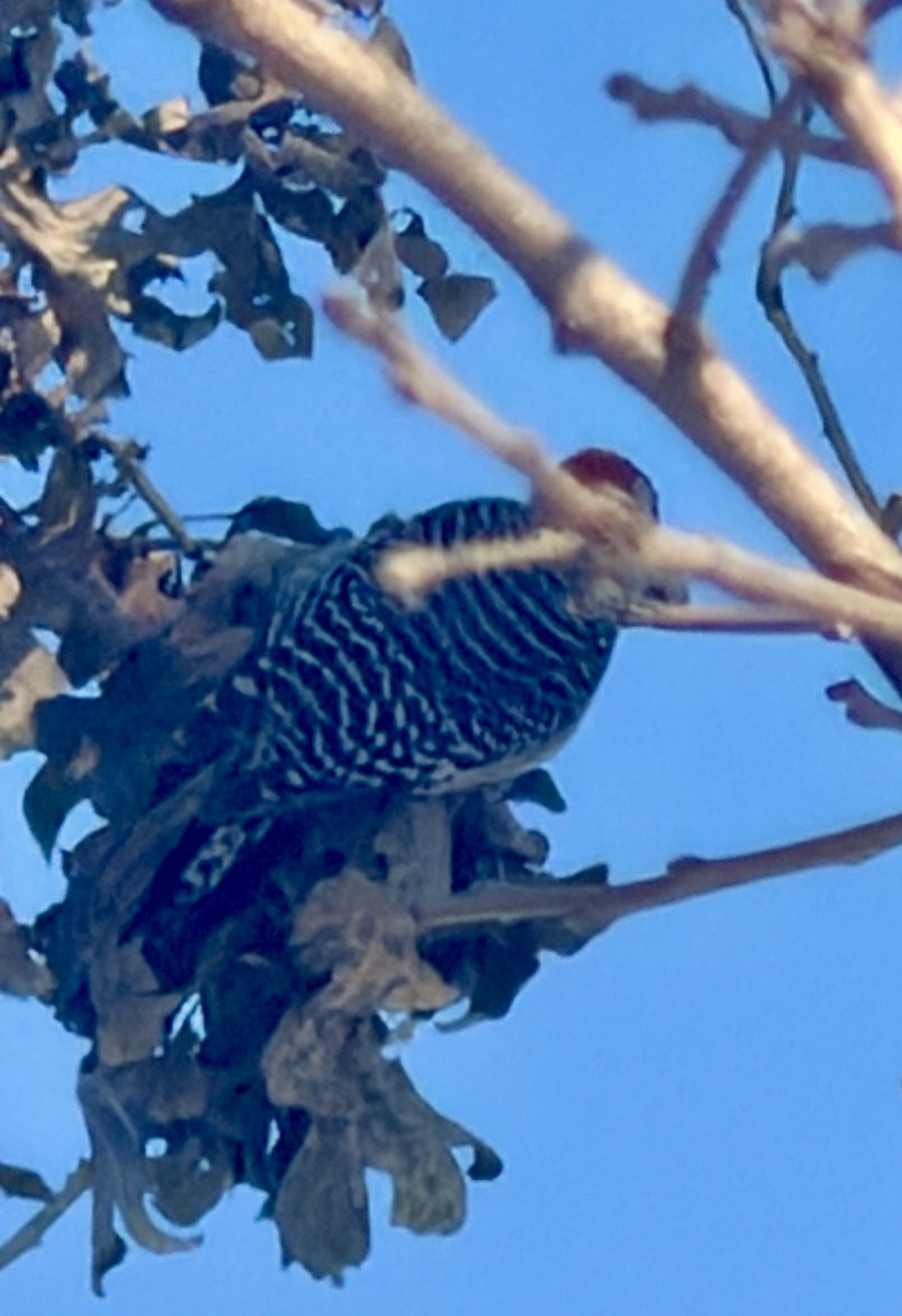 Red-bellied Woodpecker - ML646817160