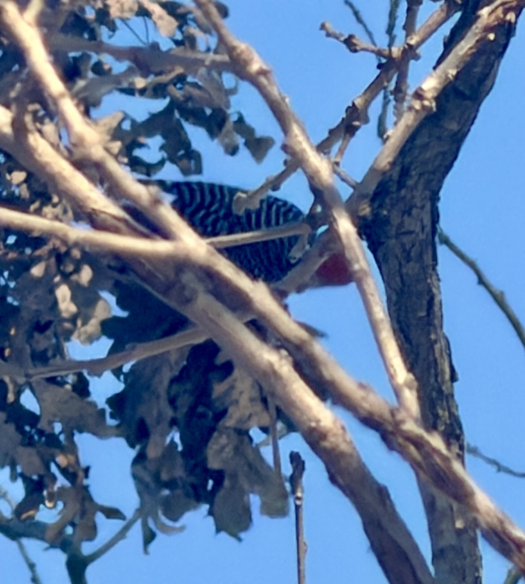 Red-bellied Woodpecker - ML646817161