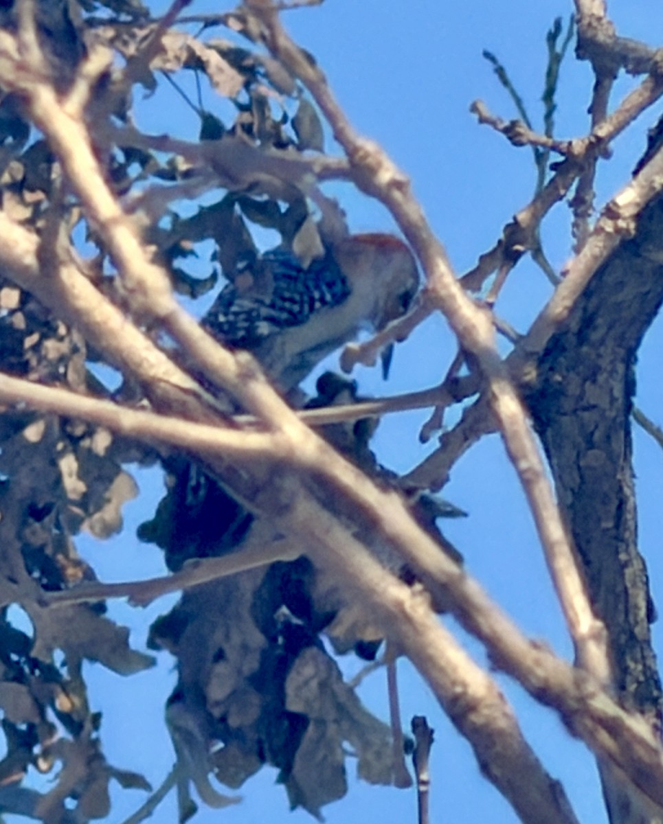 Red-bellied Woodpecker - ML646817162
