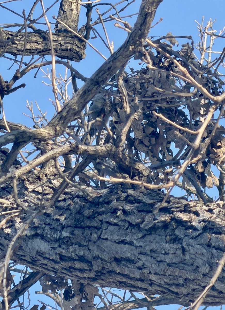 Red-bellied Woodpecker - ML646817163