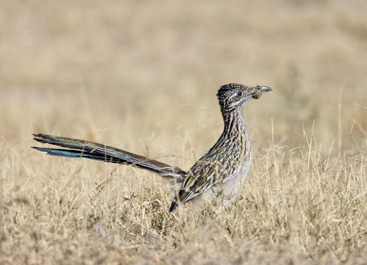 Büyük Yerkoşarı - ML646817166