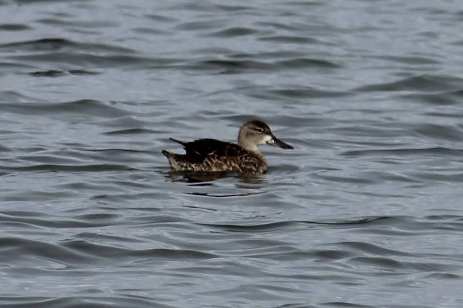 čírka modrokřídlá - ML646817172