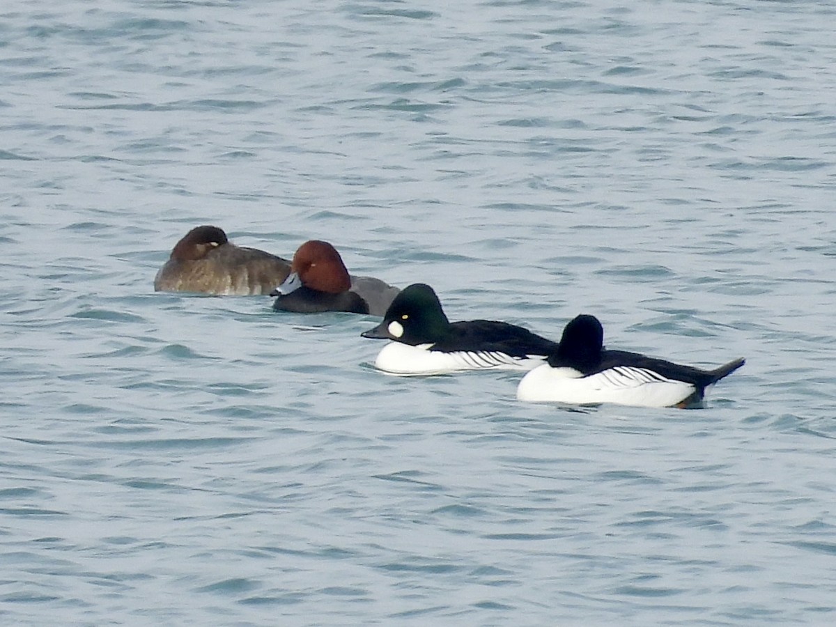 צולל אמריקני - ML646817173