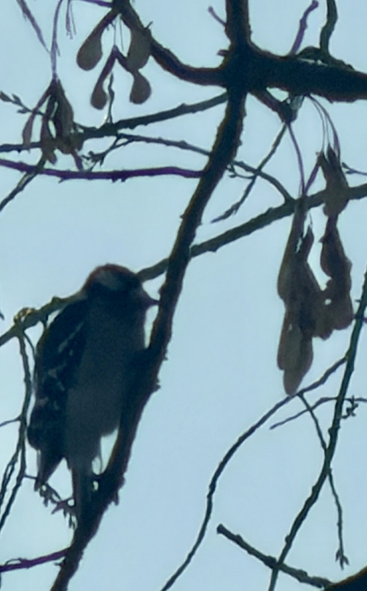 Downy Woodpecker - ML646817174