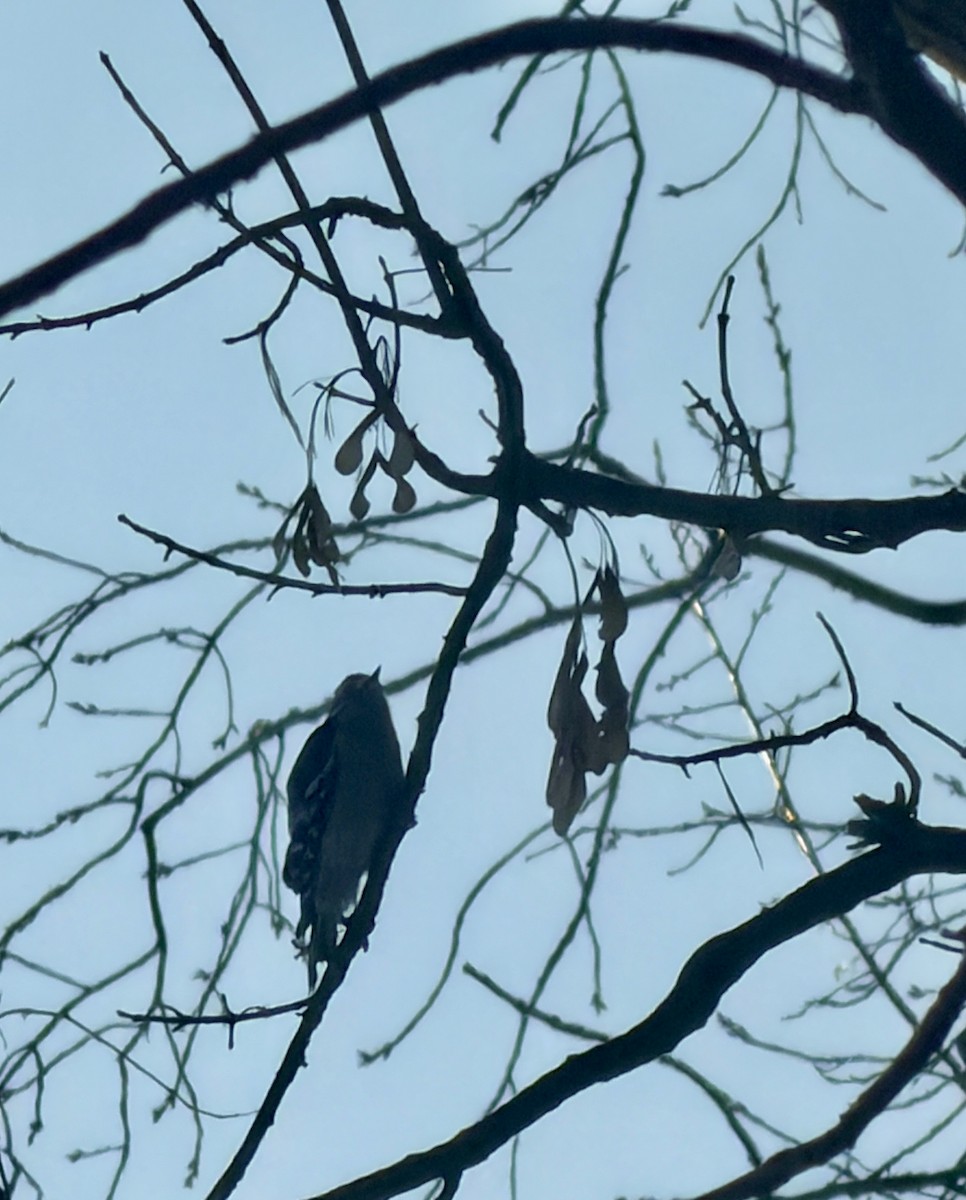 Downy Woodpecker - ML646817175