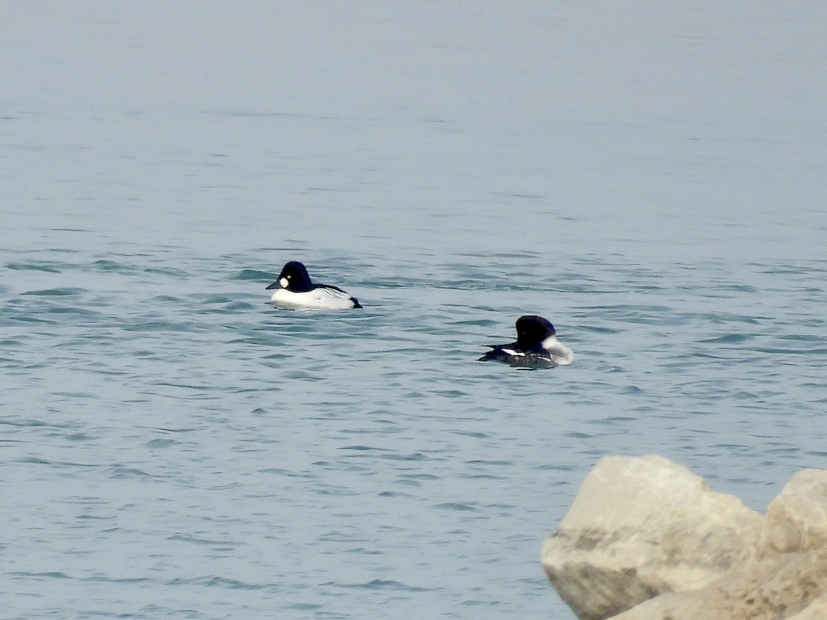 עבראש ירוק - ML646817179