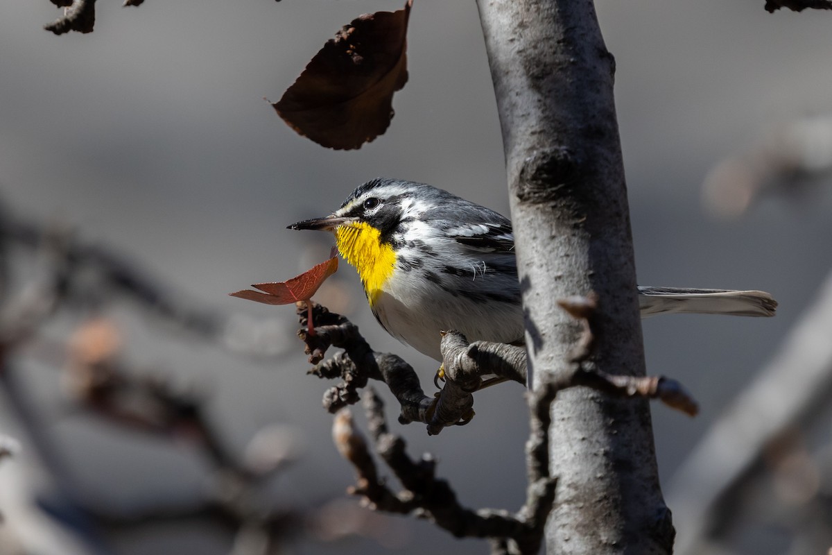 Yellow-throated Warbler (albilora) - ML646817183